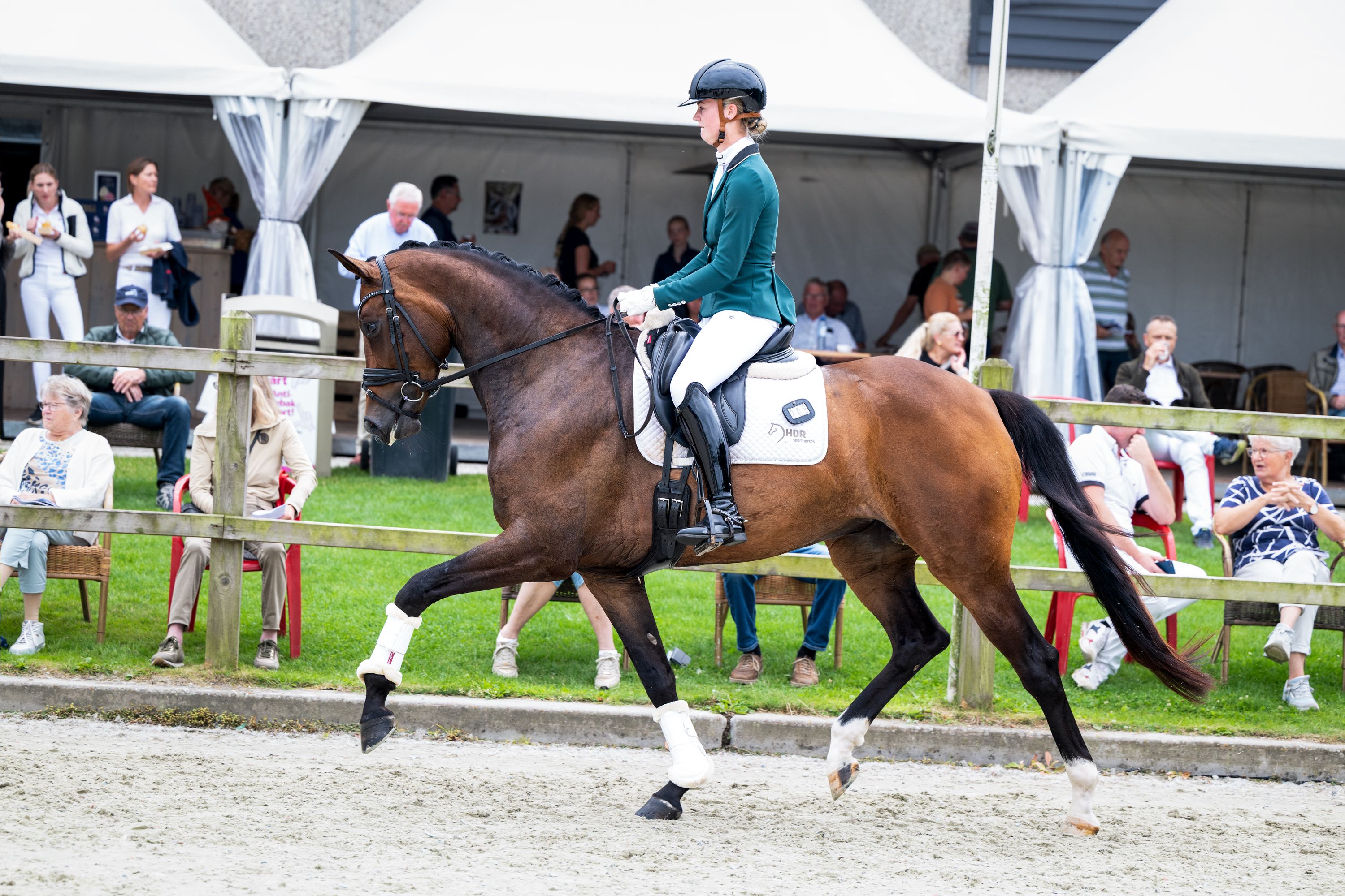 kwpn dressuurpaard merrie 6 years old bruin for sale - Photo 4