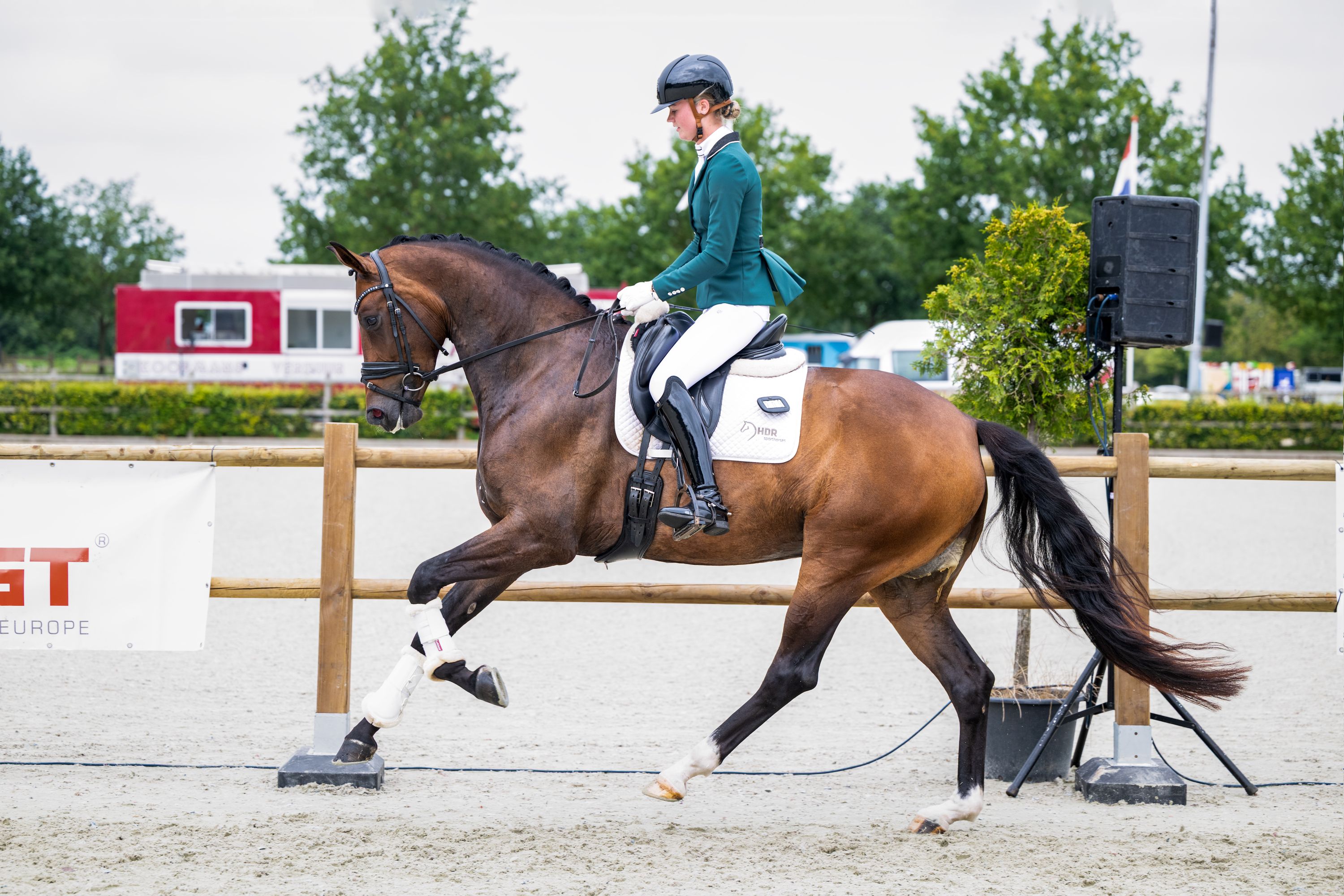 kwpn dressuurpaard merrie 6 years old bruin for sale - Photo 5