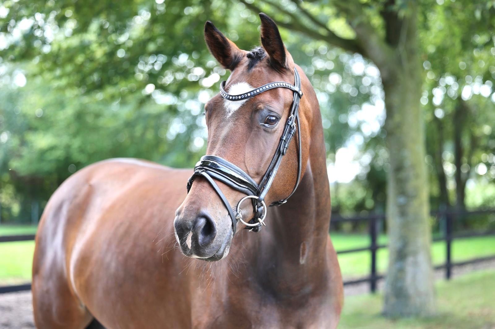 kwpn dressuurpaard merrie 6 years old bruin for sale - Photo 3