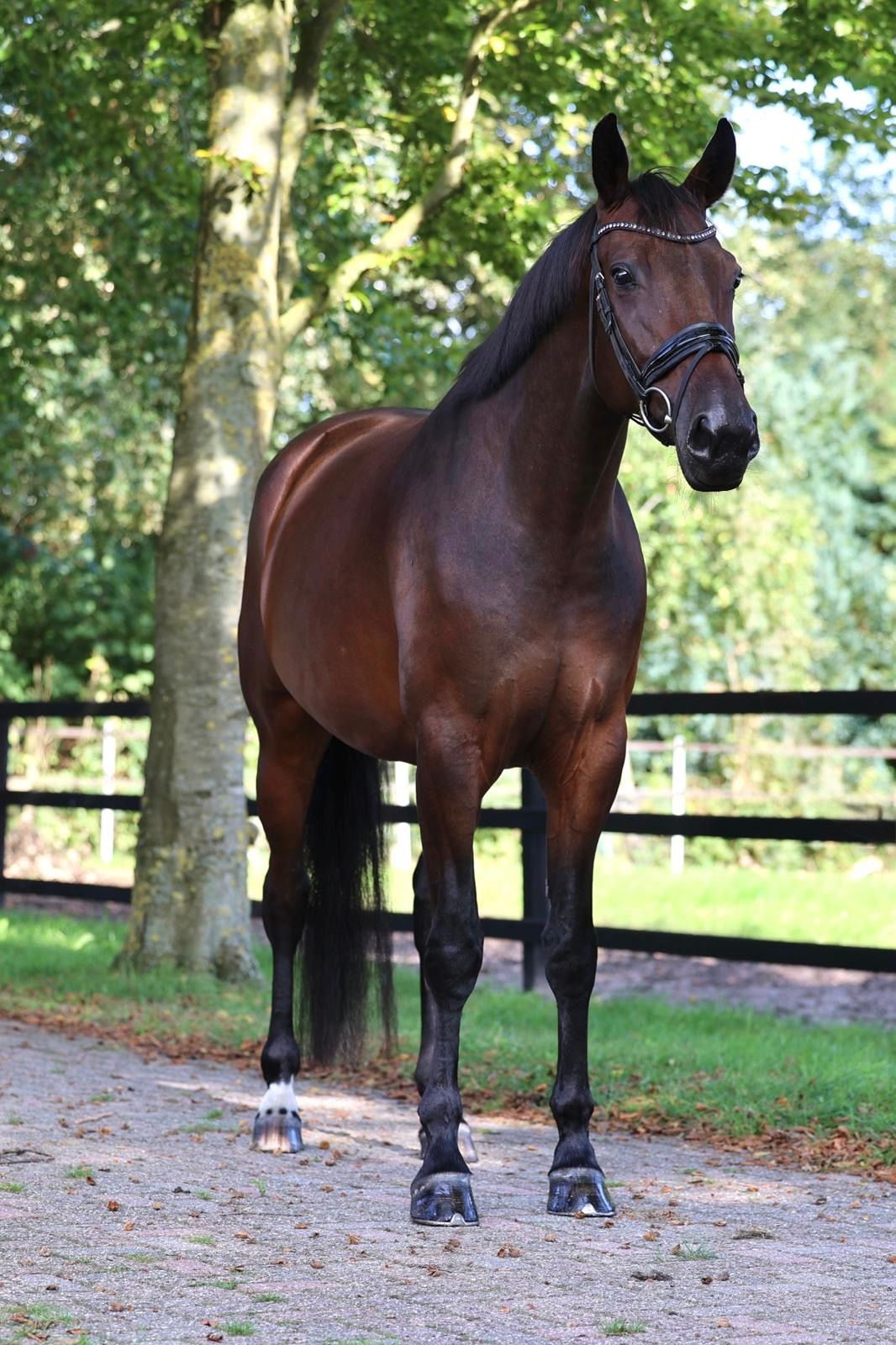 kwpn dressuurpaard merrie 4 years old bruin for sale - Photo 2