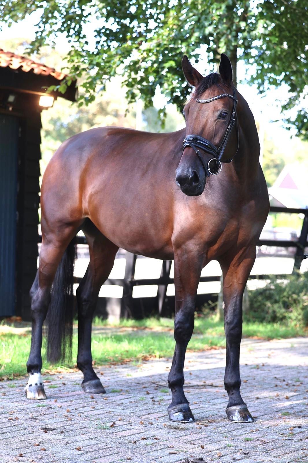 kwpn dressuurpaard merrie 4 years old bruin for sale - Photo 3