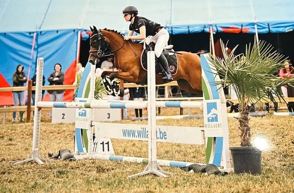 duitse-rijpony allround-pony merrie 11 år bruin till salu - Foto 2
