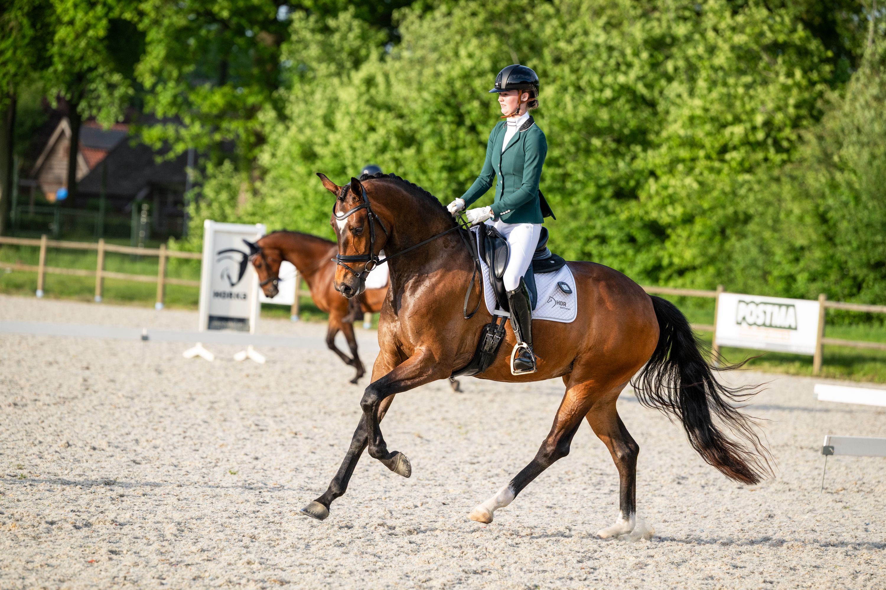kwpn dressuurpaard merrie 6 years old bruin for sale - Photo 6