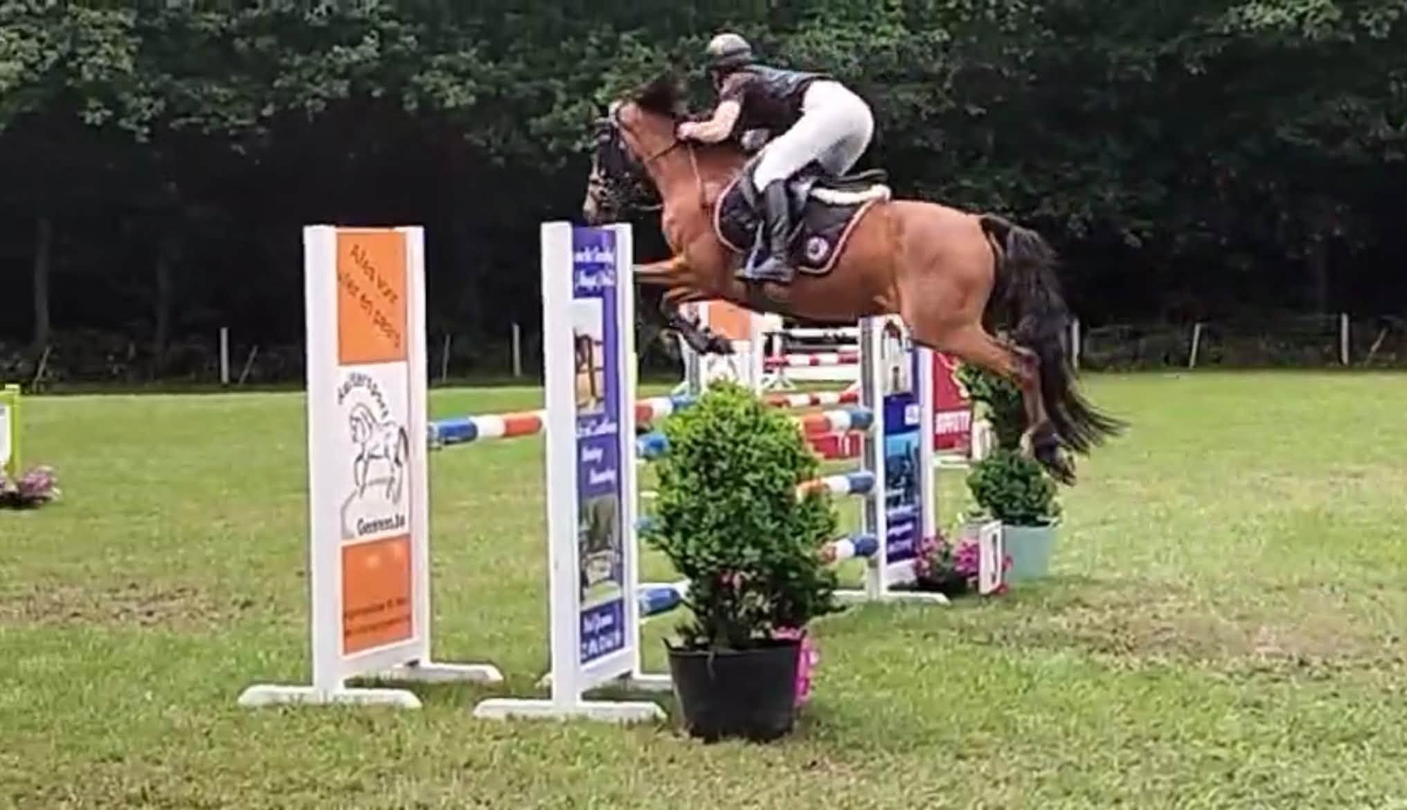 duitse-rijpony allround-pony merrie 11 år bruin till salu - Foto 4