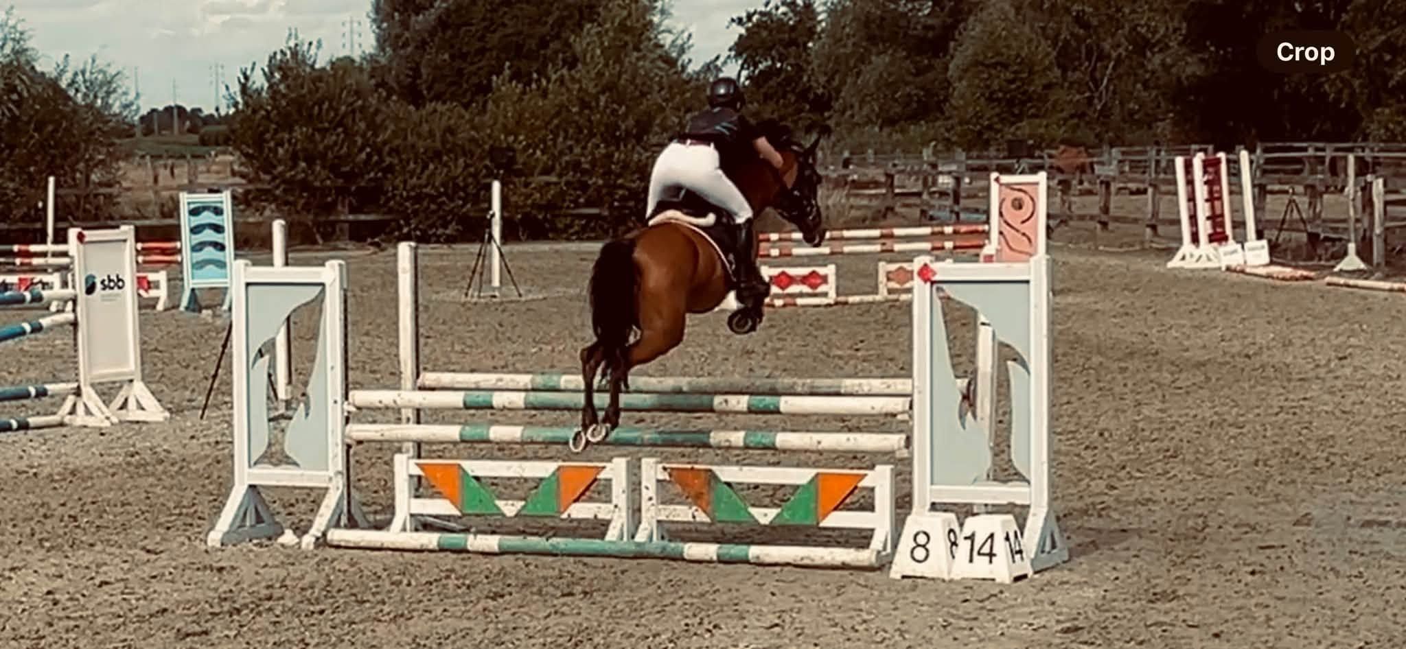 duitse-rijpony allround-pony merrie 11 år bruin till salu - Foto 5