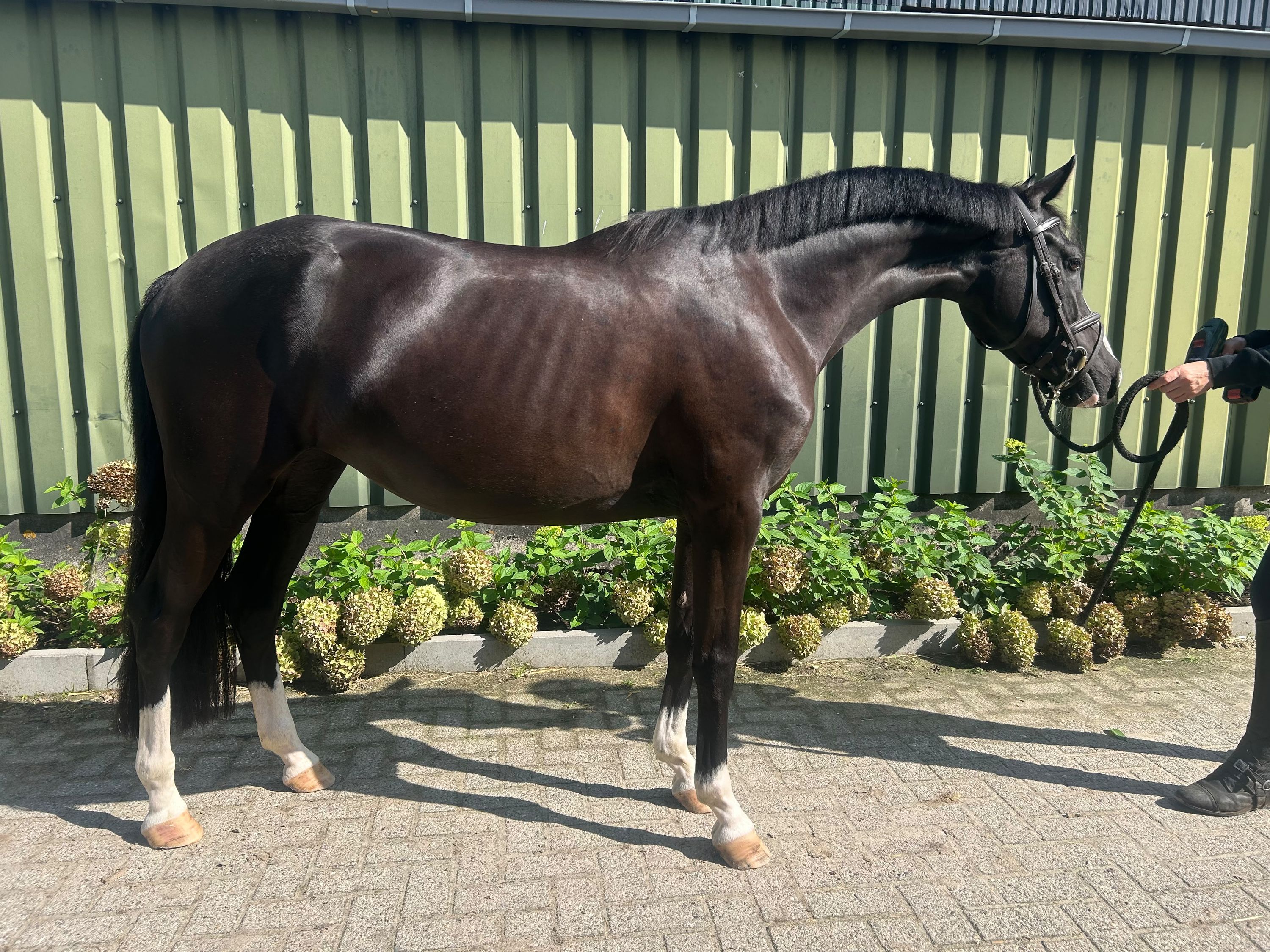 For sale: quiet 5-year-old in-foal mare