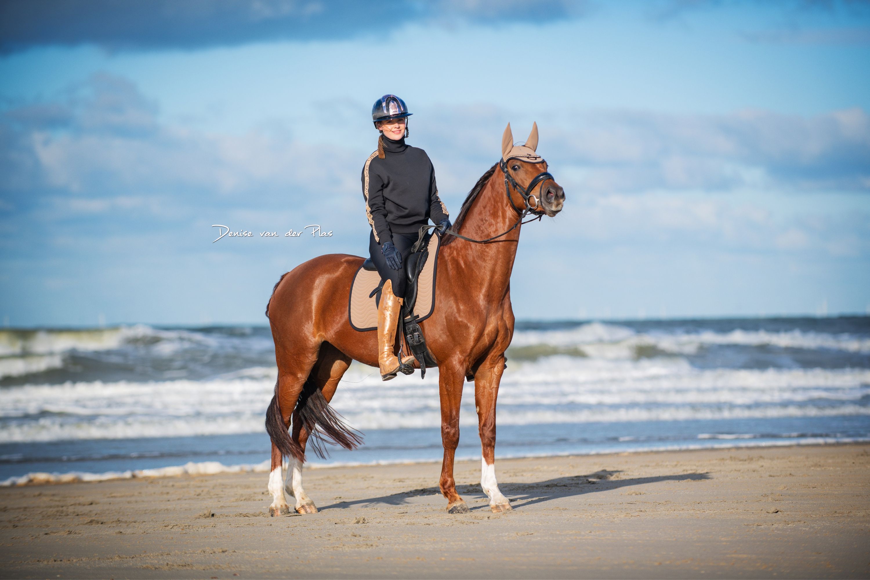 breeding, coaching or leisure mare