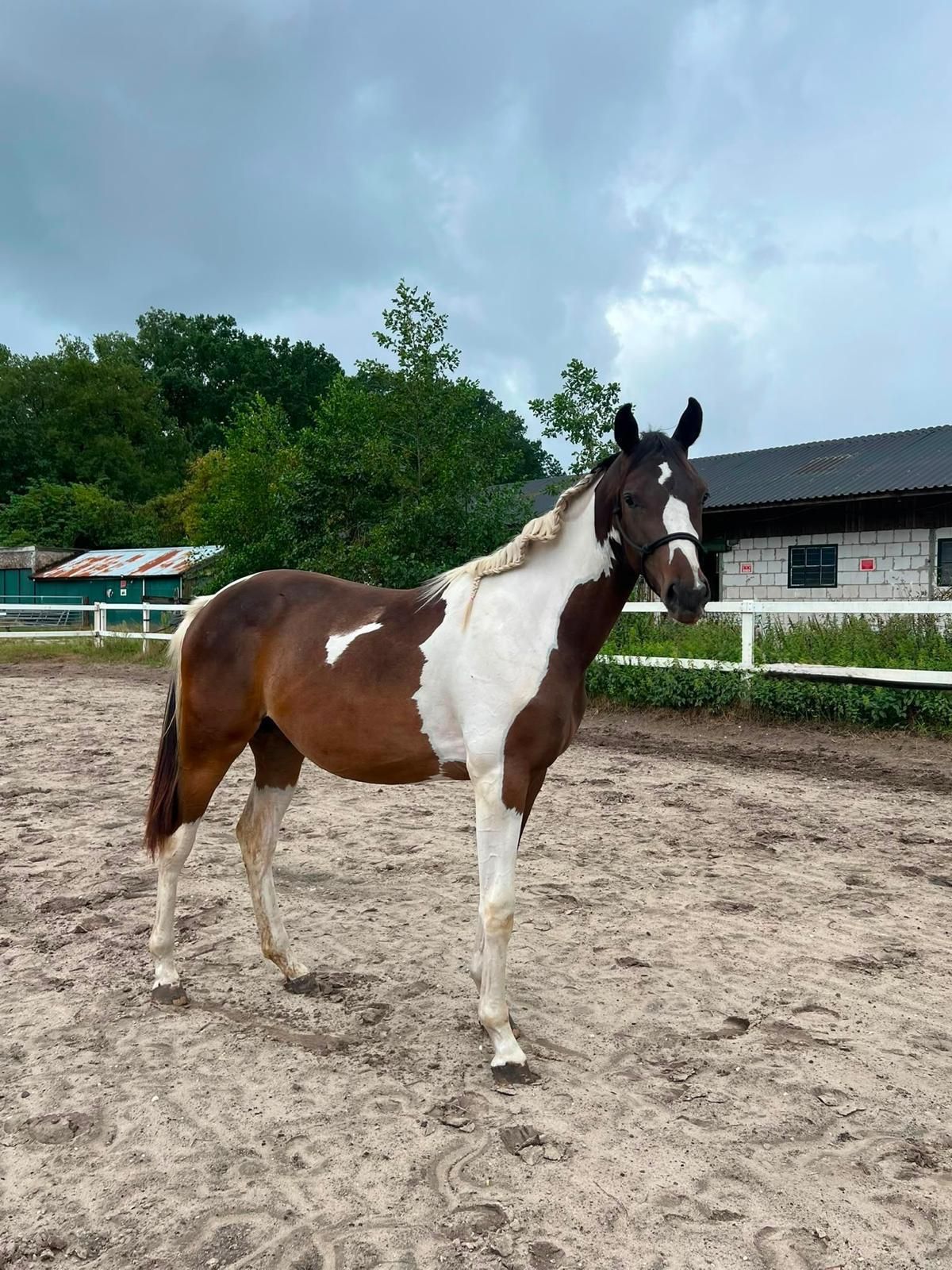 nrps eventingpaard merrie 1 år andere-kleur til salgs - Foto 2