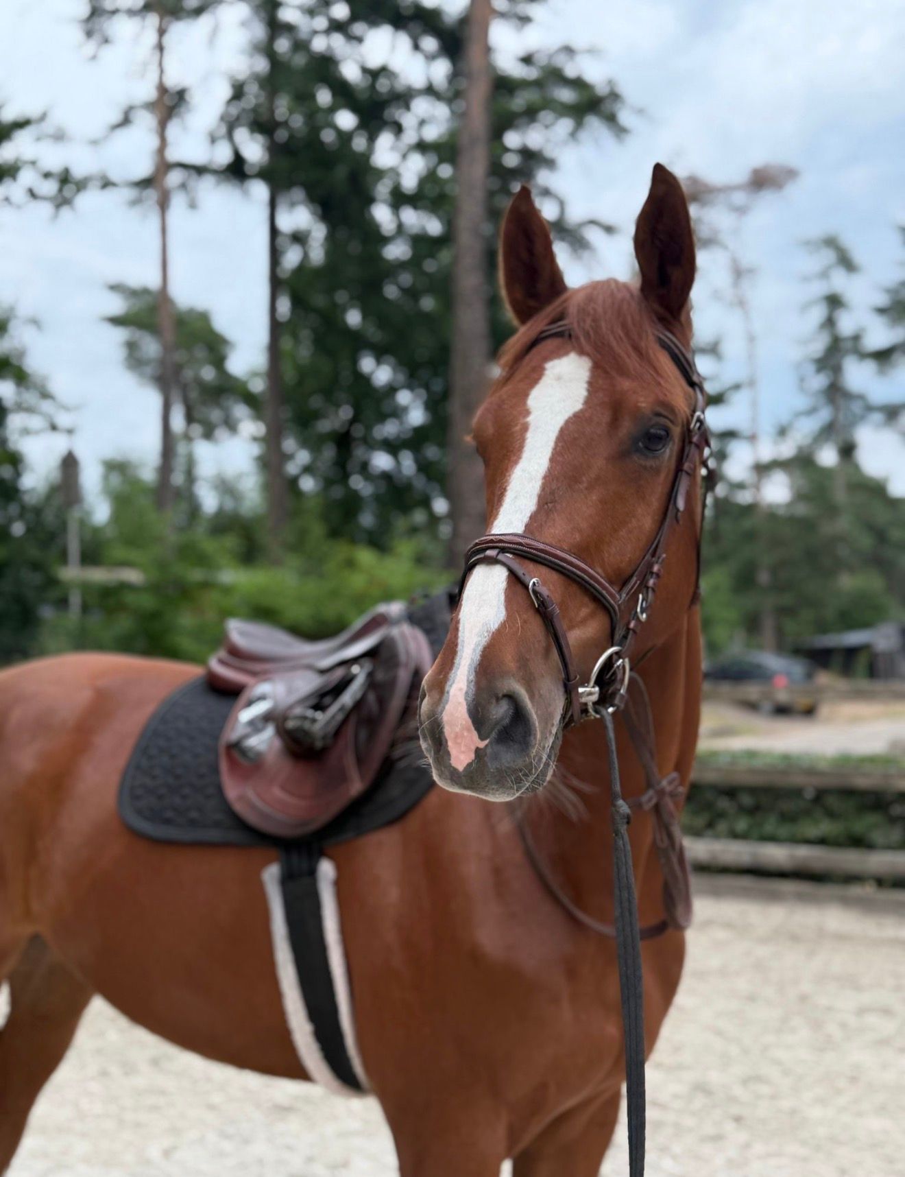 Kind gelding