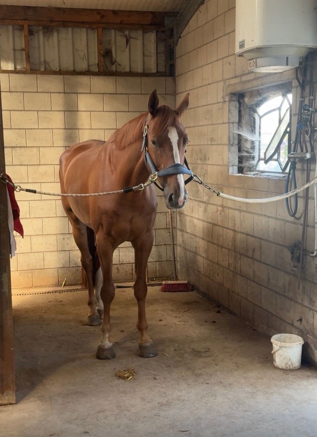 paard ruin 6 år vos till salu - Foto 6