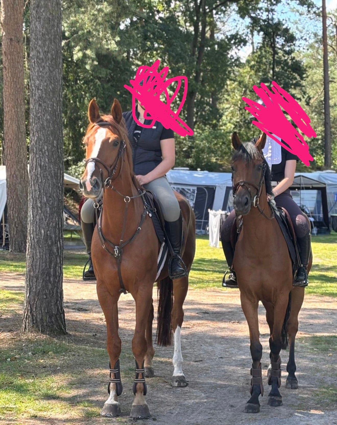 paard ruin 6 år vos till salu - Foto 2