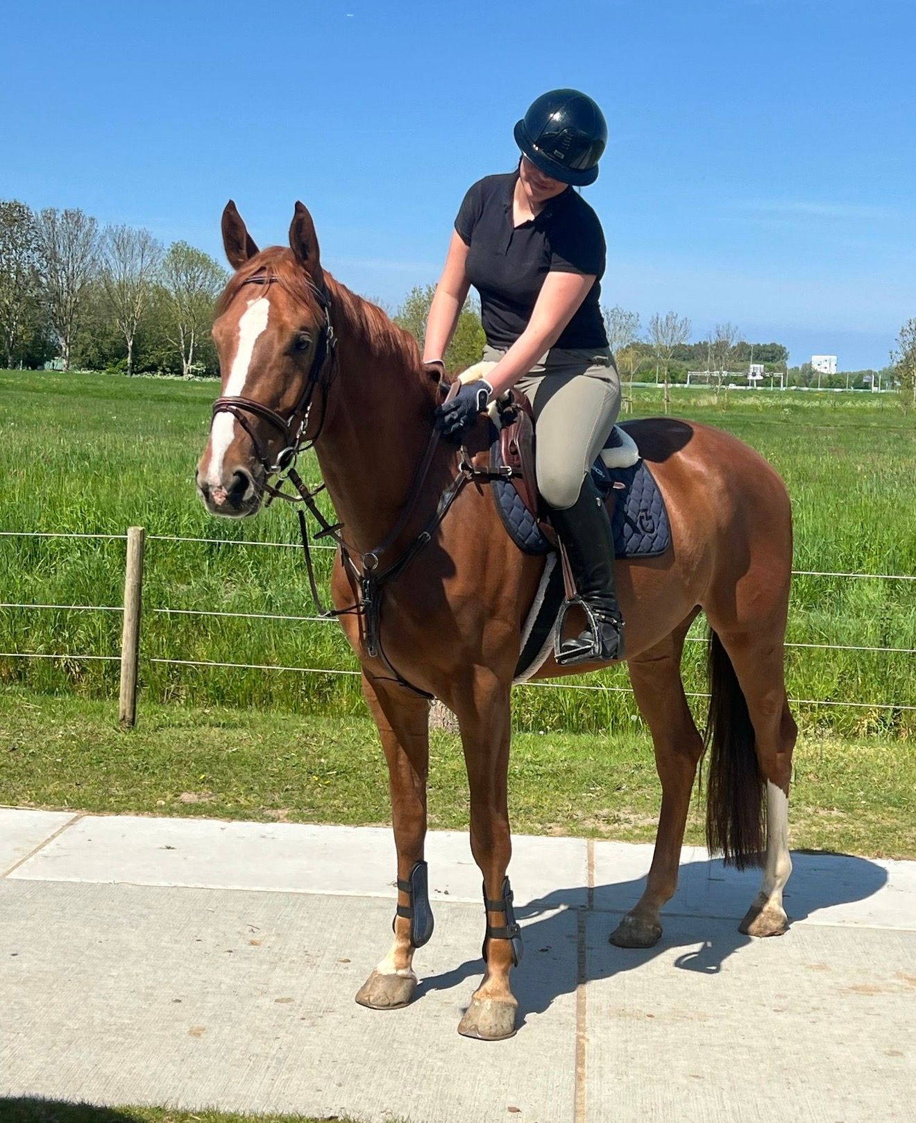 paard ruin 6 år vos till salu - Foto 5