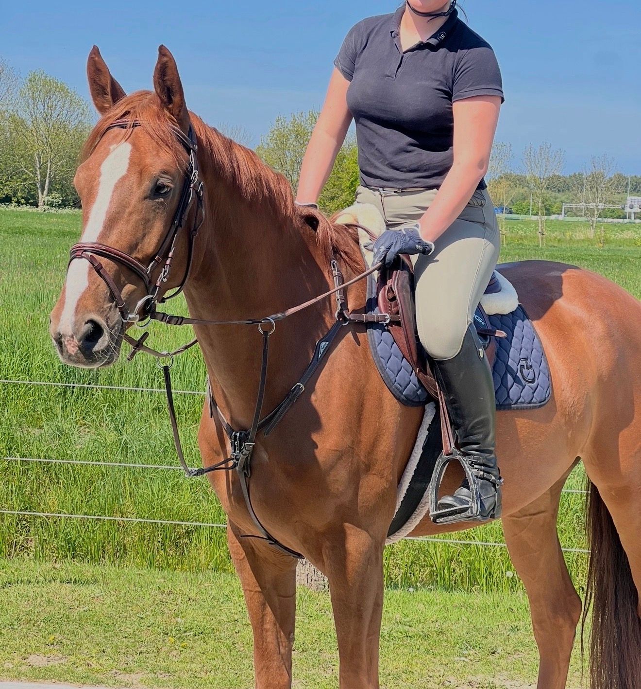 paard ruin 6 år vos till salu - Foto 4