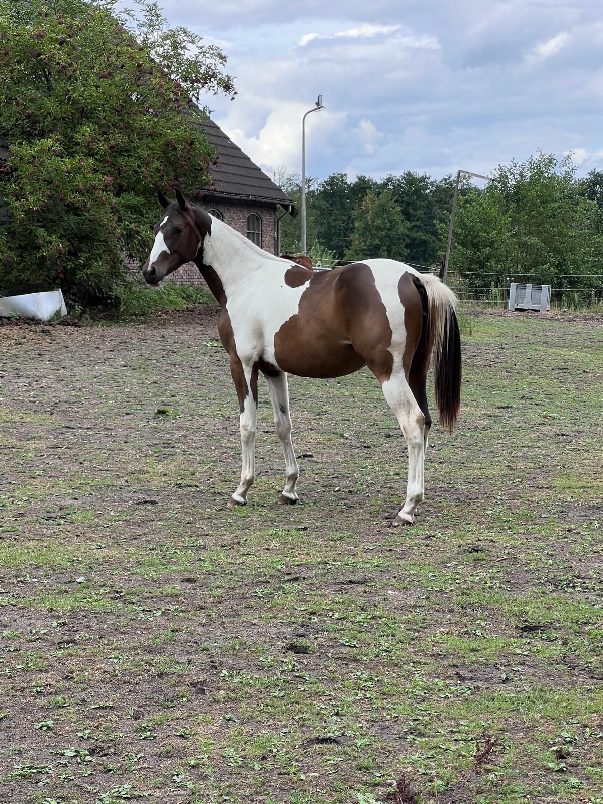 nrps eventingpaard merrie 1 år andere-kleur til salgs - Foto 3