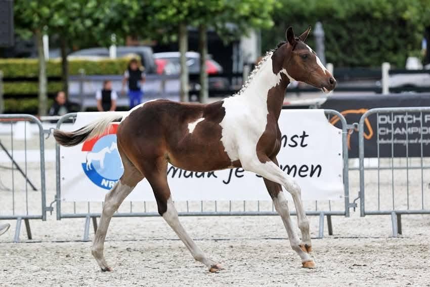 nrps eventingpaard merrie 1 år andere-kleur til salgs - Foto 4
