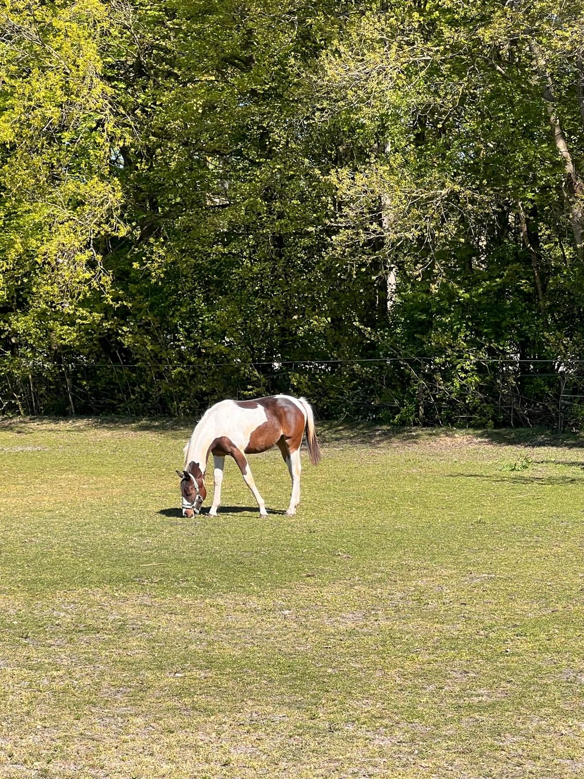 nrps eventingpaard merrie 1 år andere-kleur til salgs - Foto 5