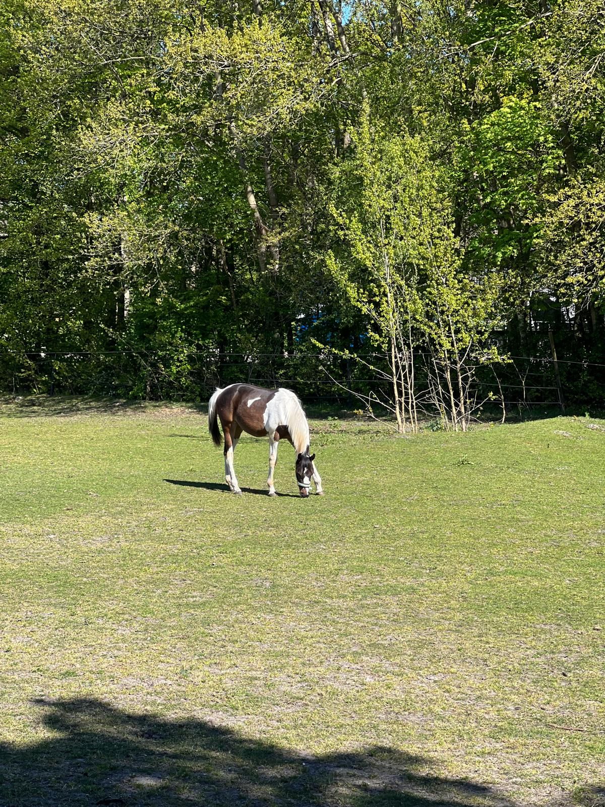nrps eventingpaard merrie 1 år andere-kleur til salgs - Foto 6