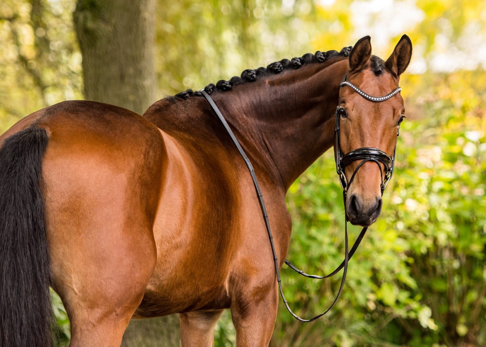 Knappe 4 jarige ruin