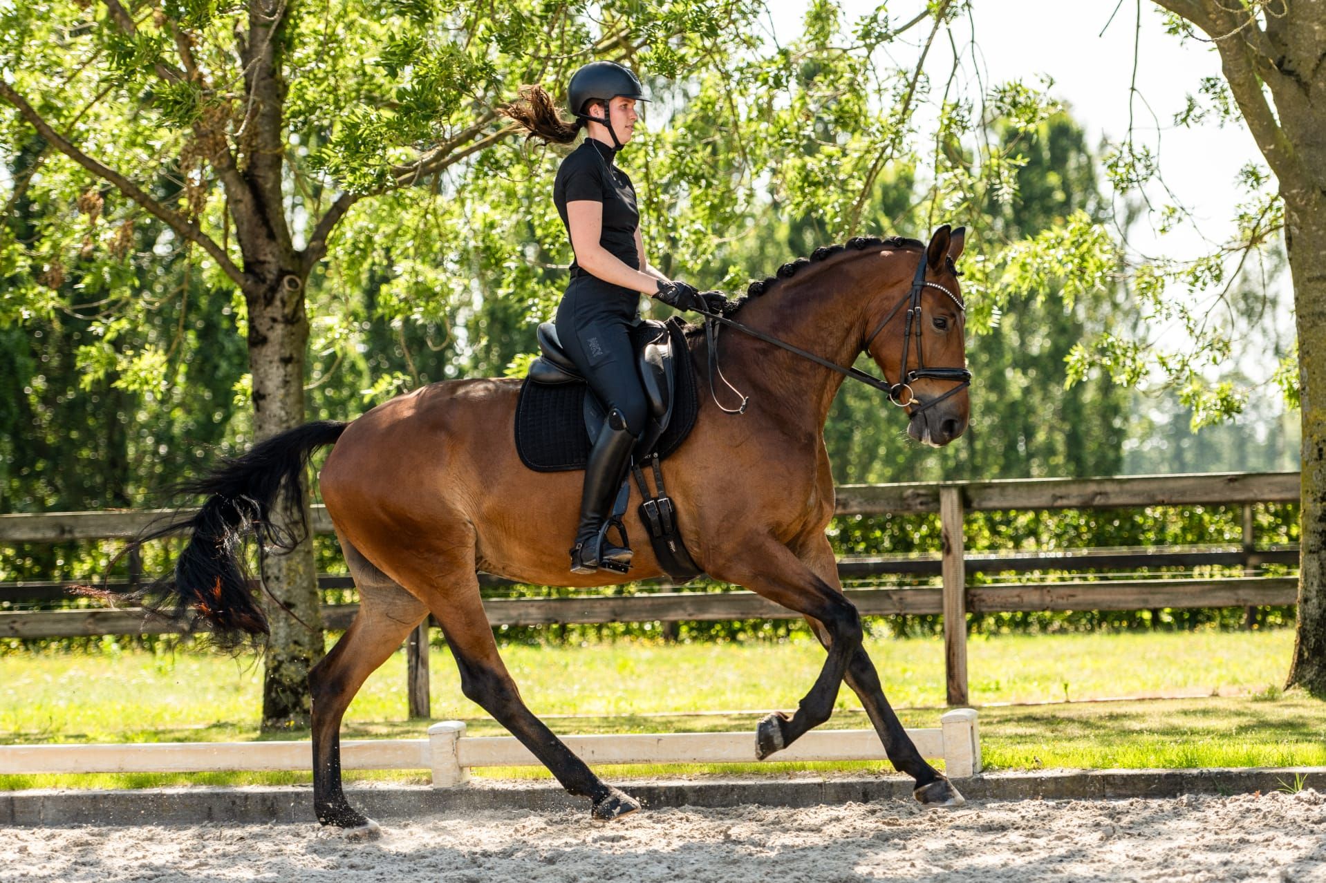 kwpn dressuurpaard ruin 4 años bruin en venta - Foto 2