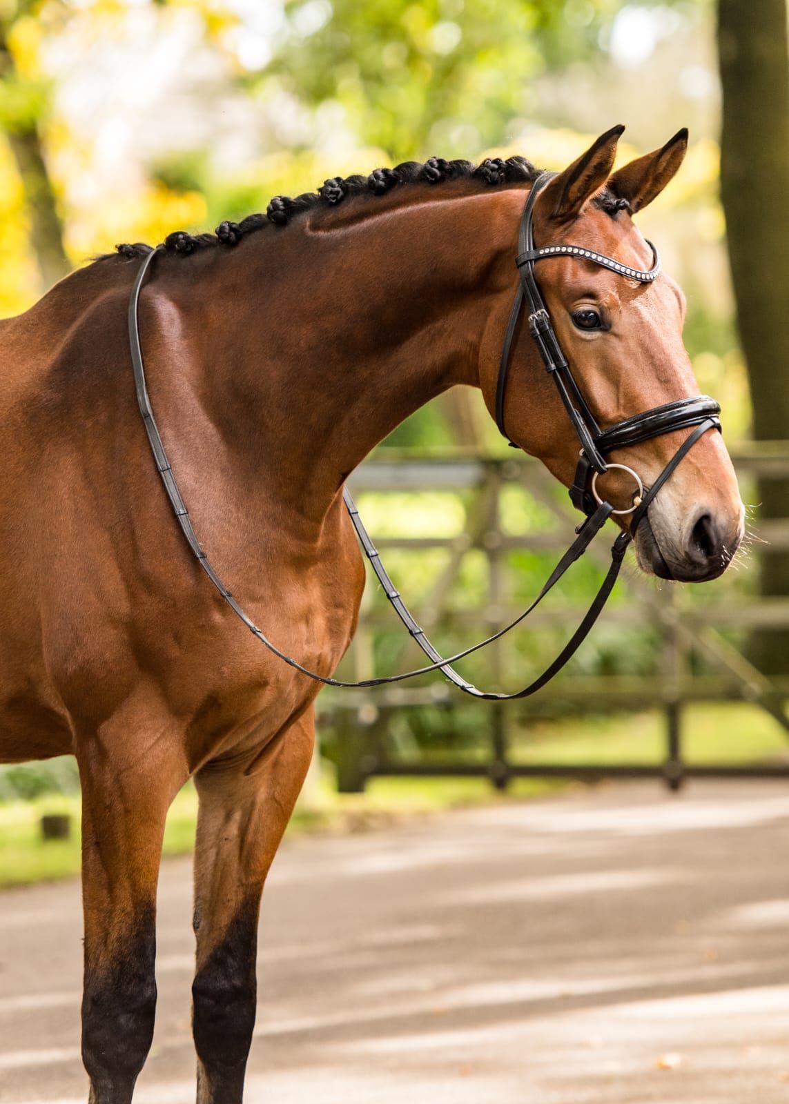kwpn dressuurpaard ruin 4 años bruin en venta - Foto 5