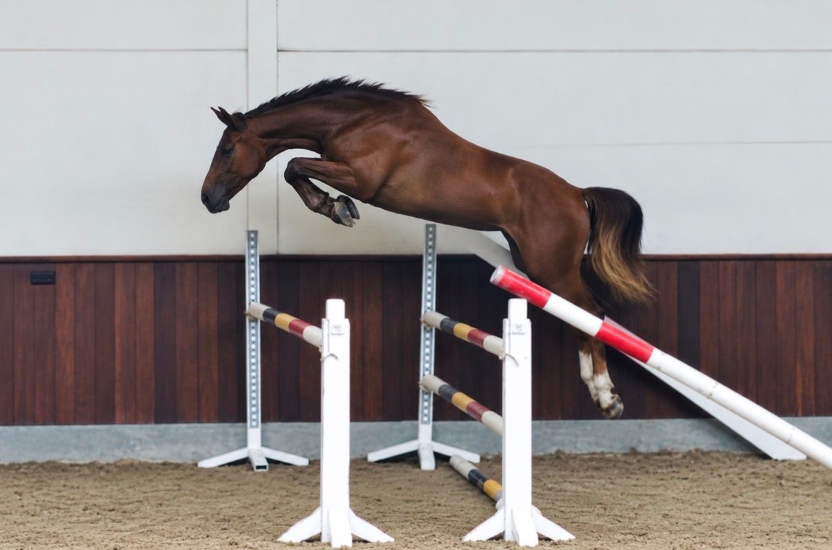 Uncle Joe Van’T Meulenhof X Zorro X Orlando