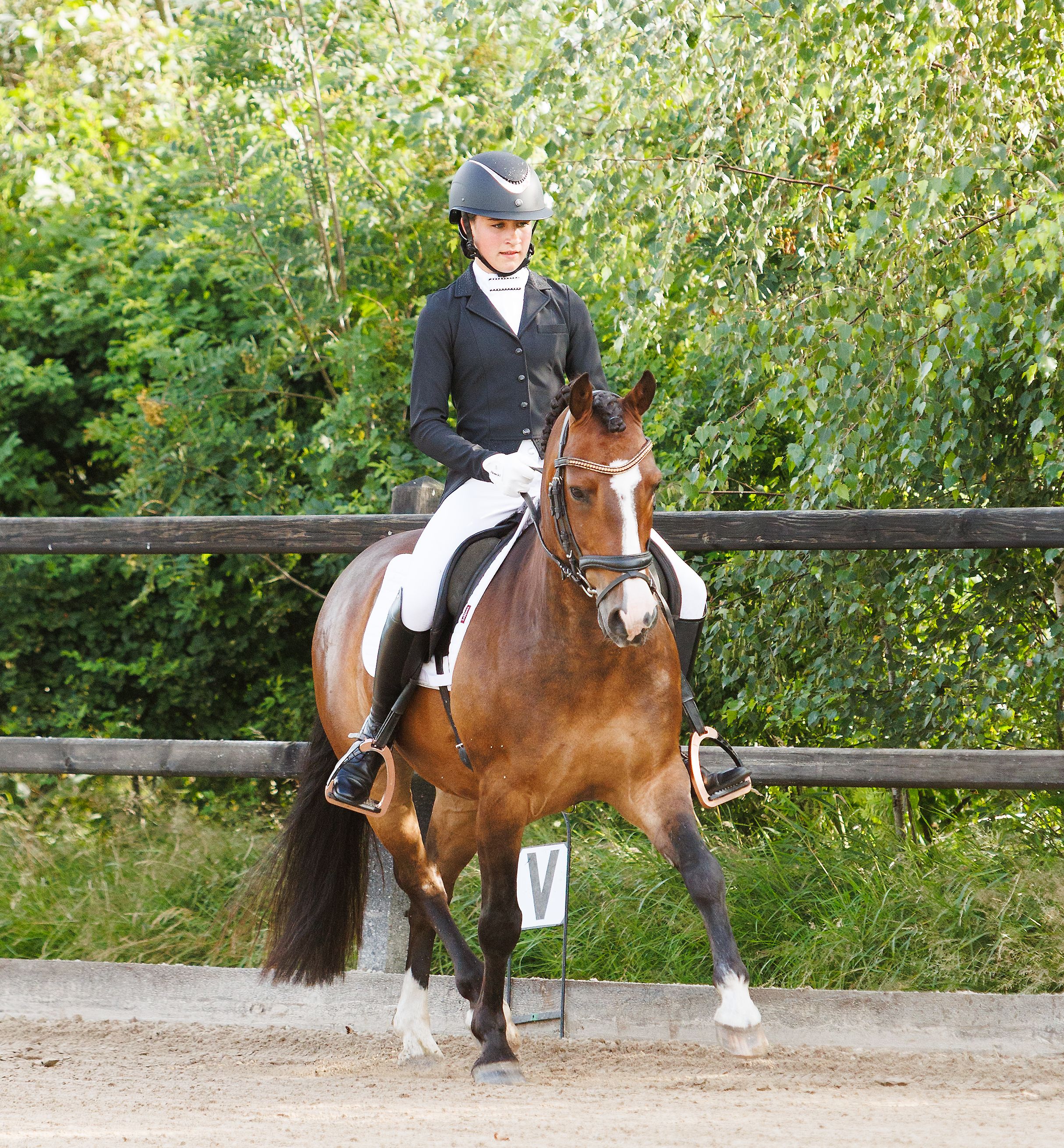 ander dressuurpony ruin 10 years old donkerbruin for sale - Photo 3