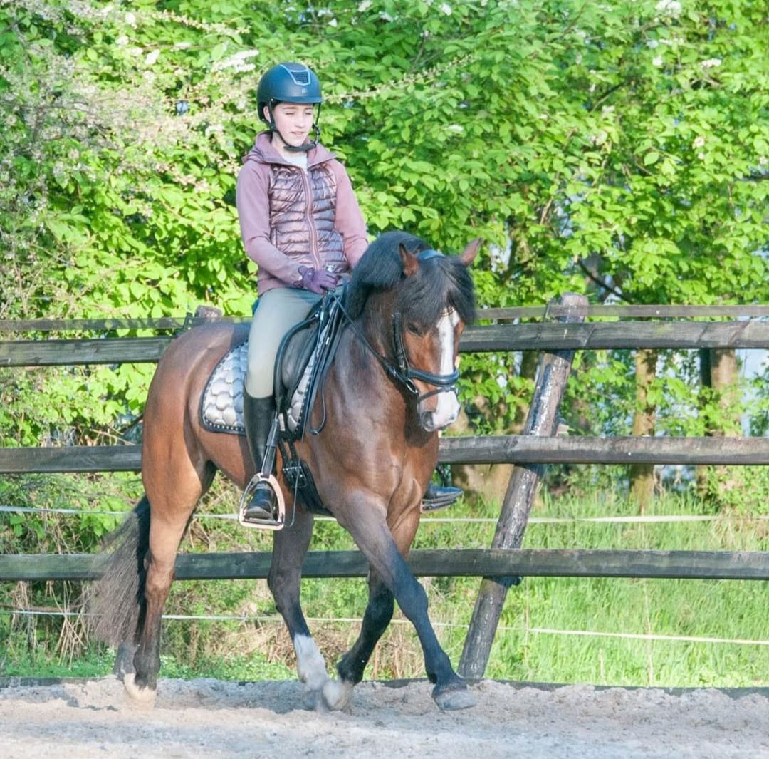 ander dressuurpony ruin 10 years old donkerbruin for sale - Photo 5