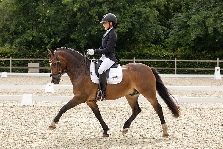 Sweet, versatile C pony, Z2 level, 10 years old