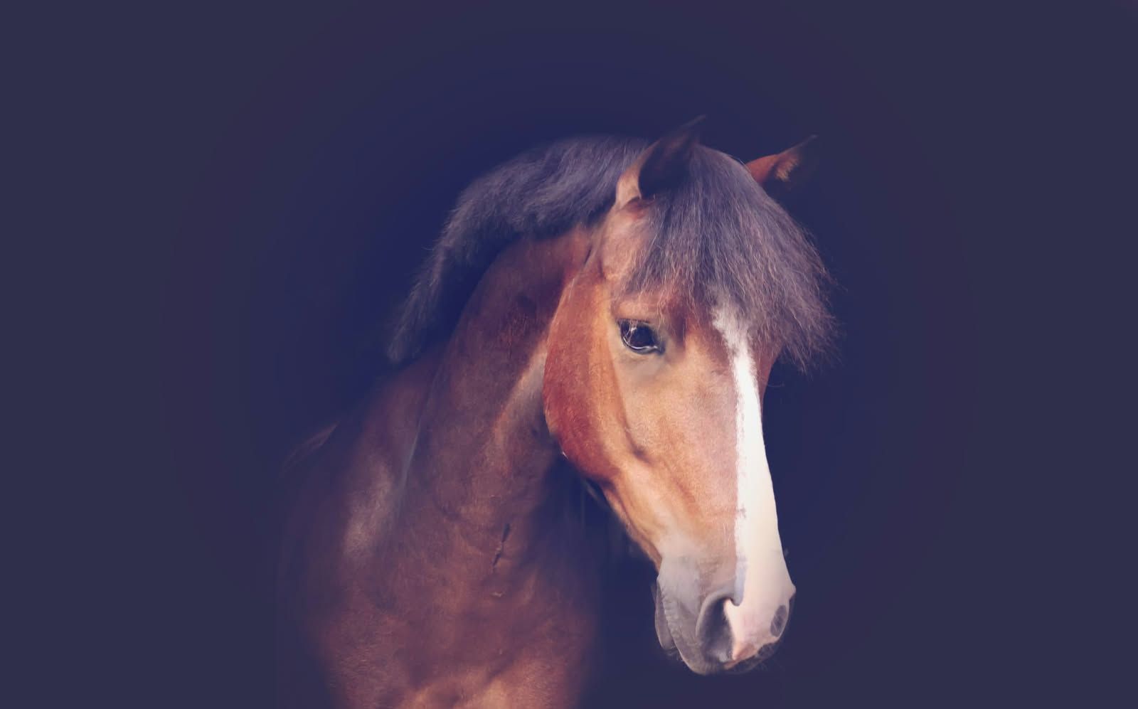 ander dressuurpony ruin 10 years old donkerbruin for sale - Photo 4