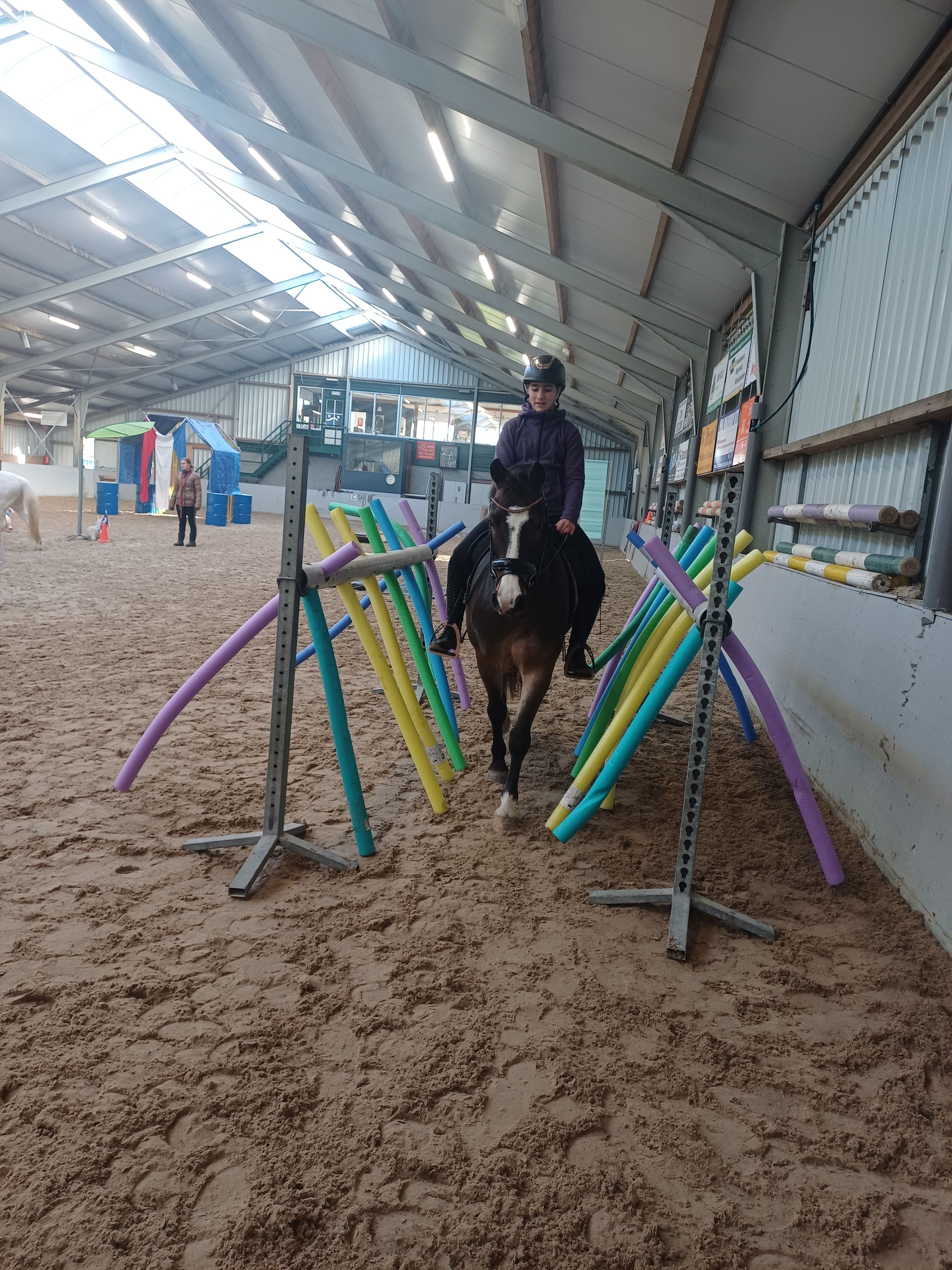 ander dressuurpony ruin 10 years old donkerbruin for sale - Photo 6