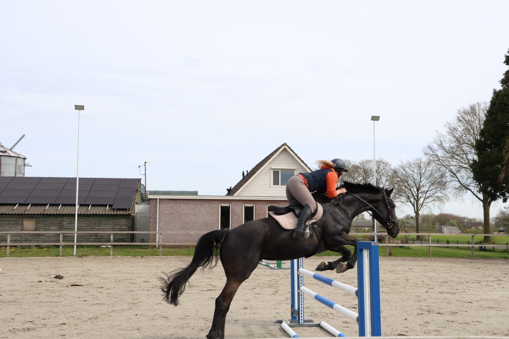 nrps springpaard merrie 8 años zwart en venta - Foto 4