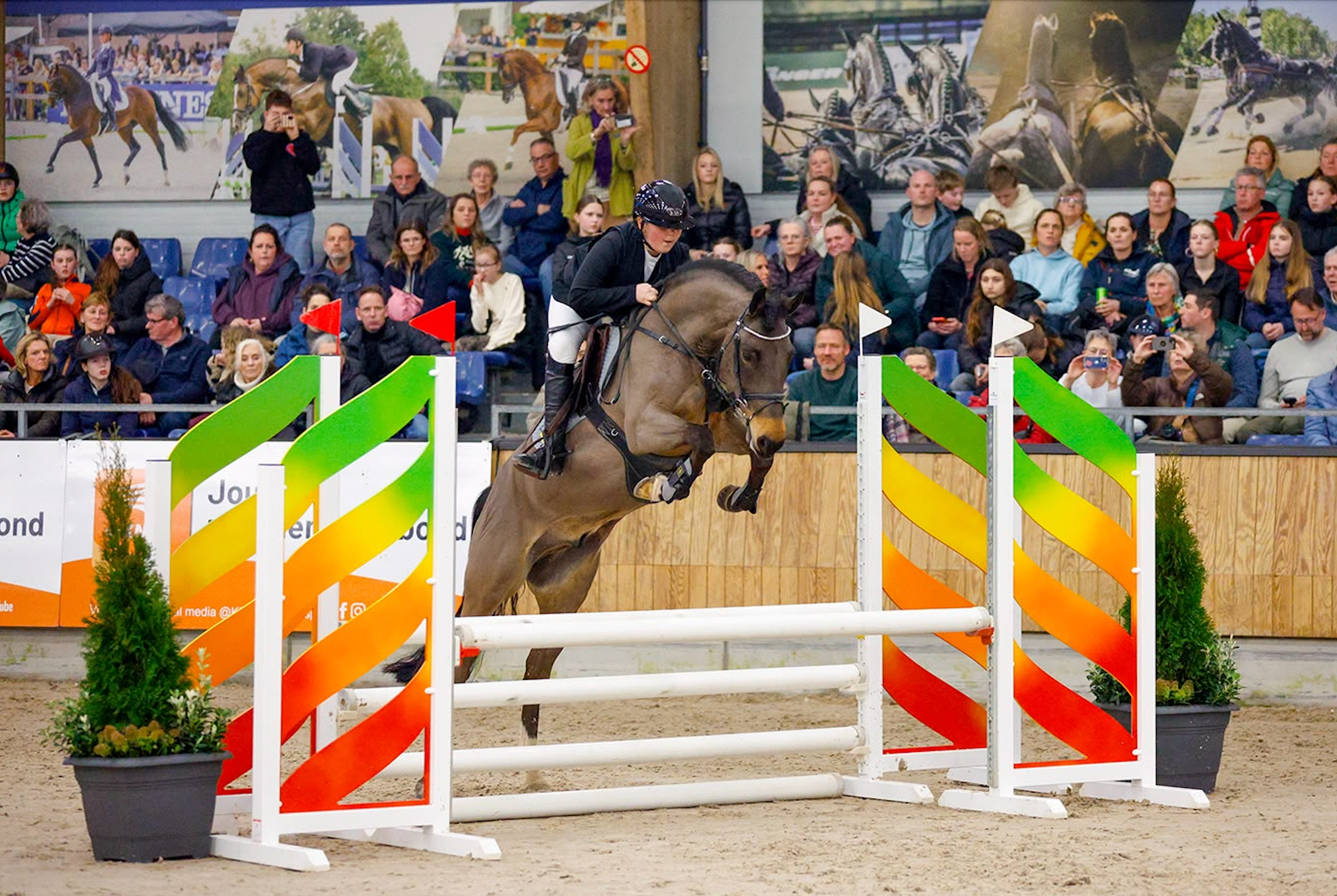 Sturdy all-rounder pony