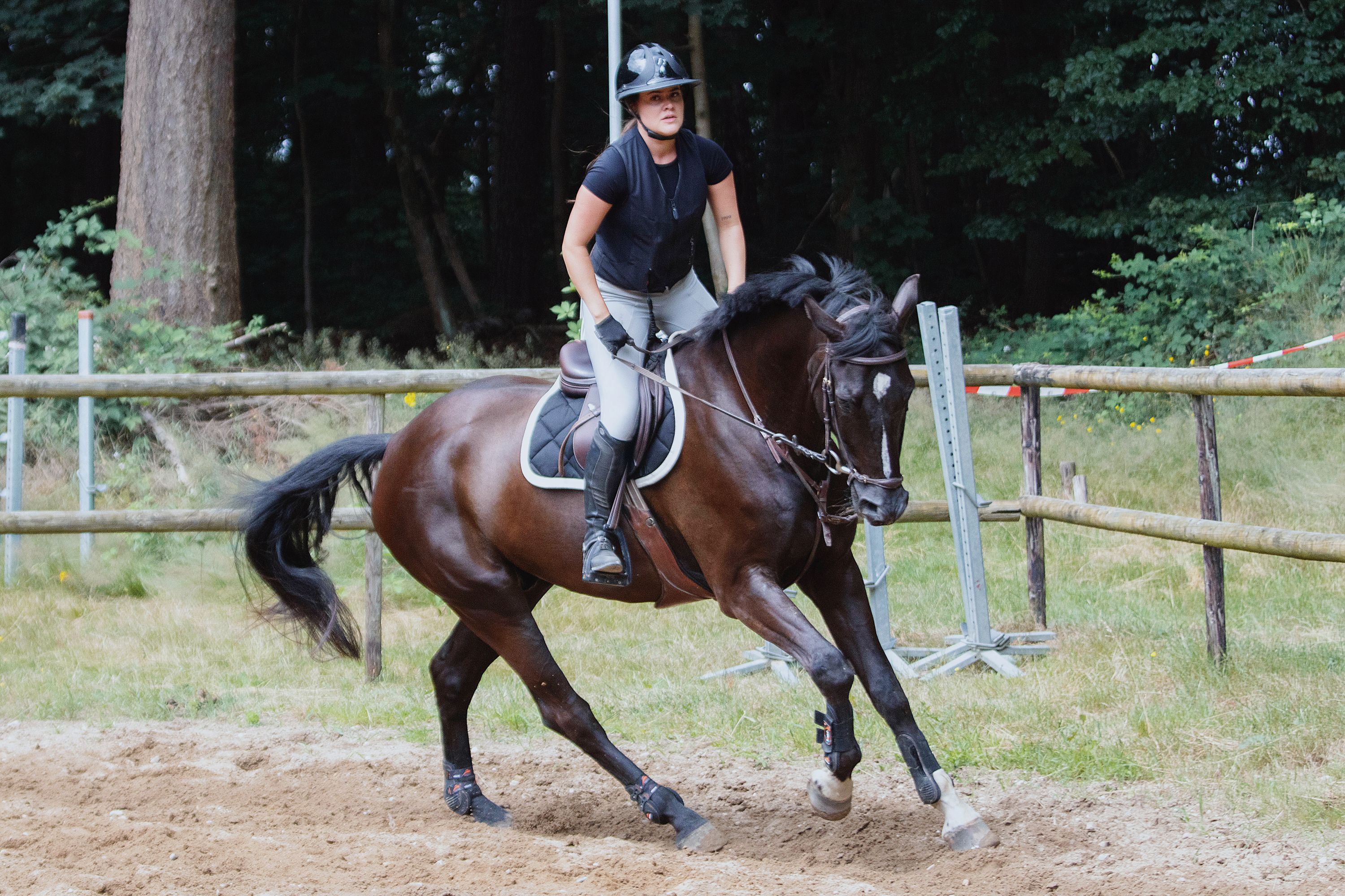 kwpn springpaard ruin 7 años zwart en venta - Foto 6