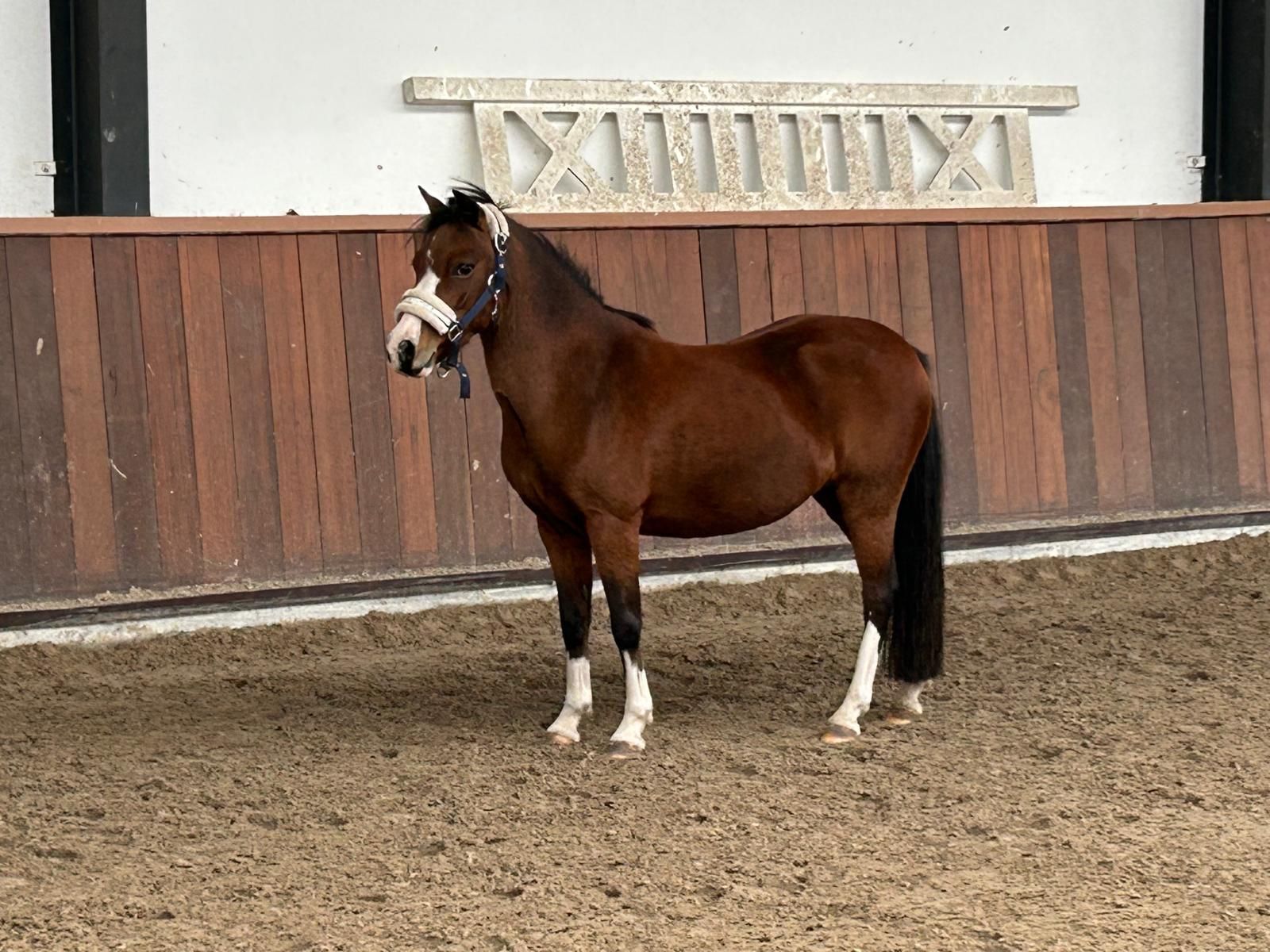 Super Sweet All-Round A-Pony