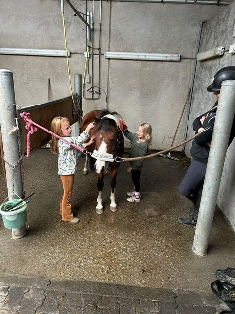 allround-pony merrie 16 let bruin na prodej - Foto 3