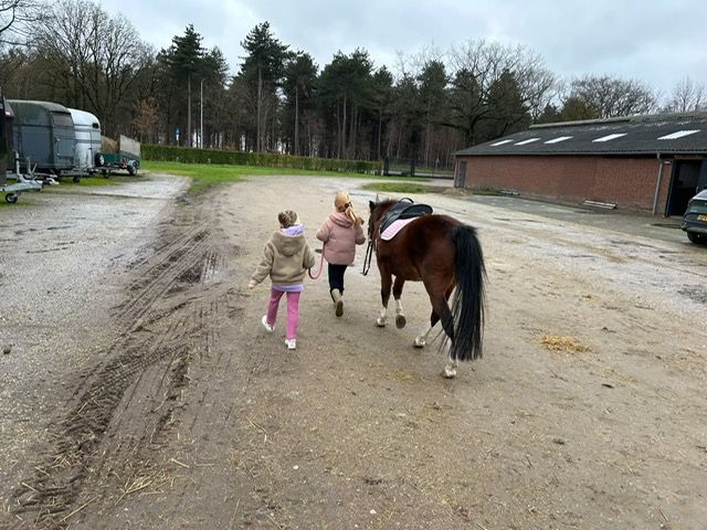 allround-pony merrie 16 let bruin na prodej - Foto 5