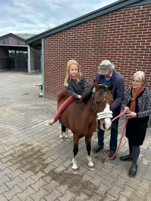 allround-pony merrie 16 let bruin na prodej - Foto 2