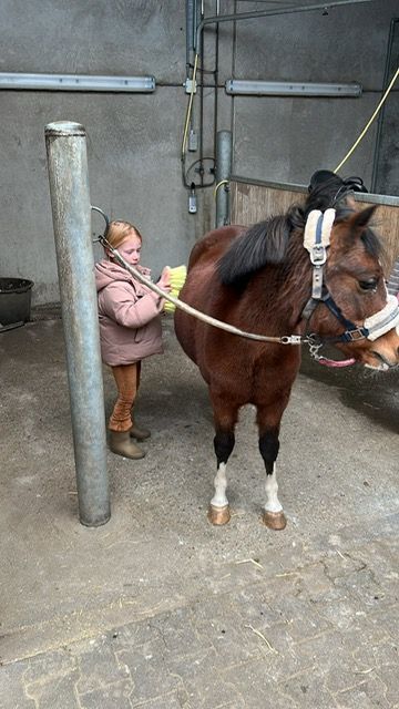 allround-pony merrie 16 let bruin na prodej - Foto 4