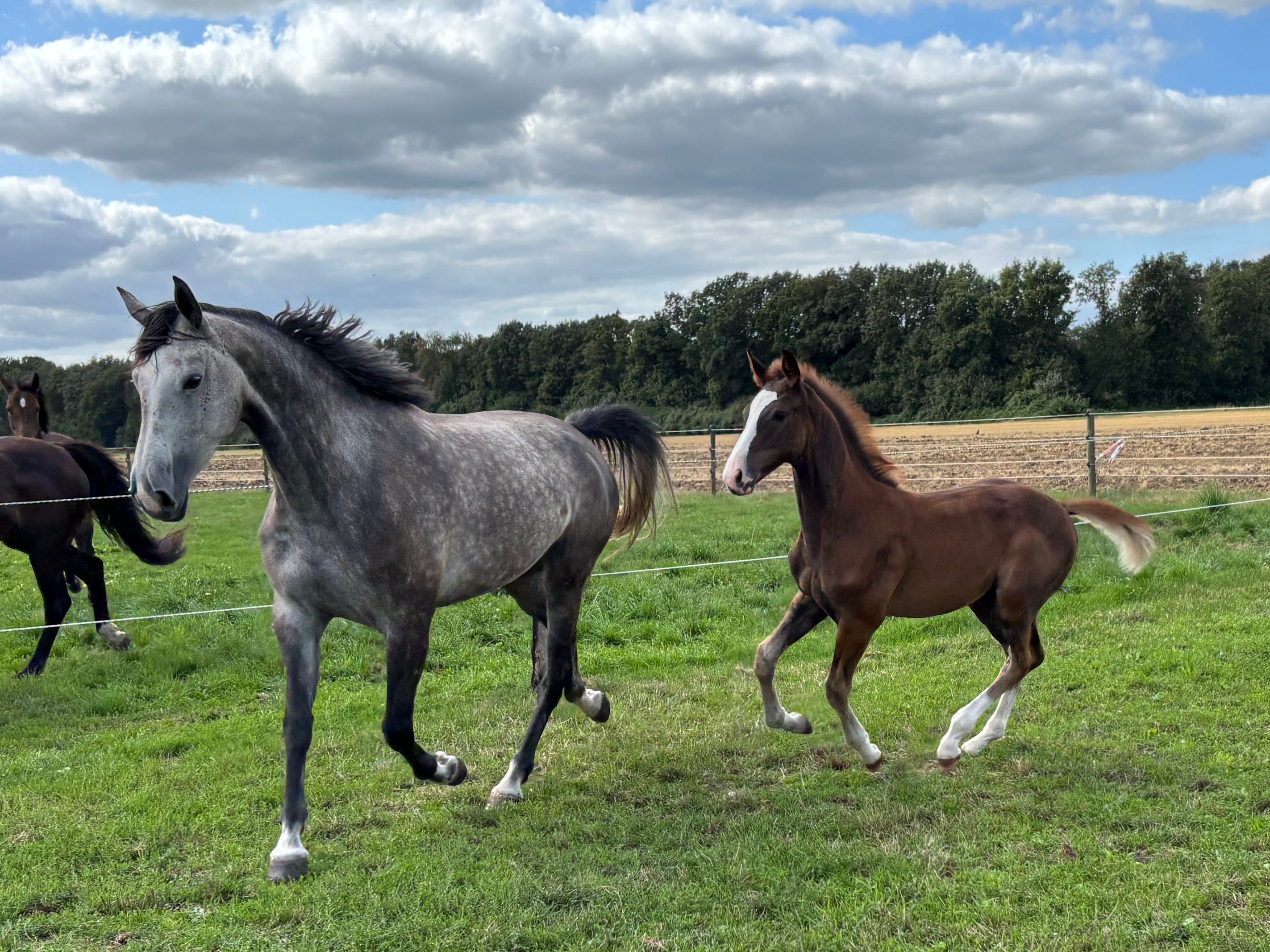 Attractive colt Rising Aranix x Grandorado