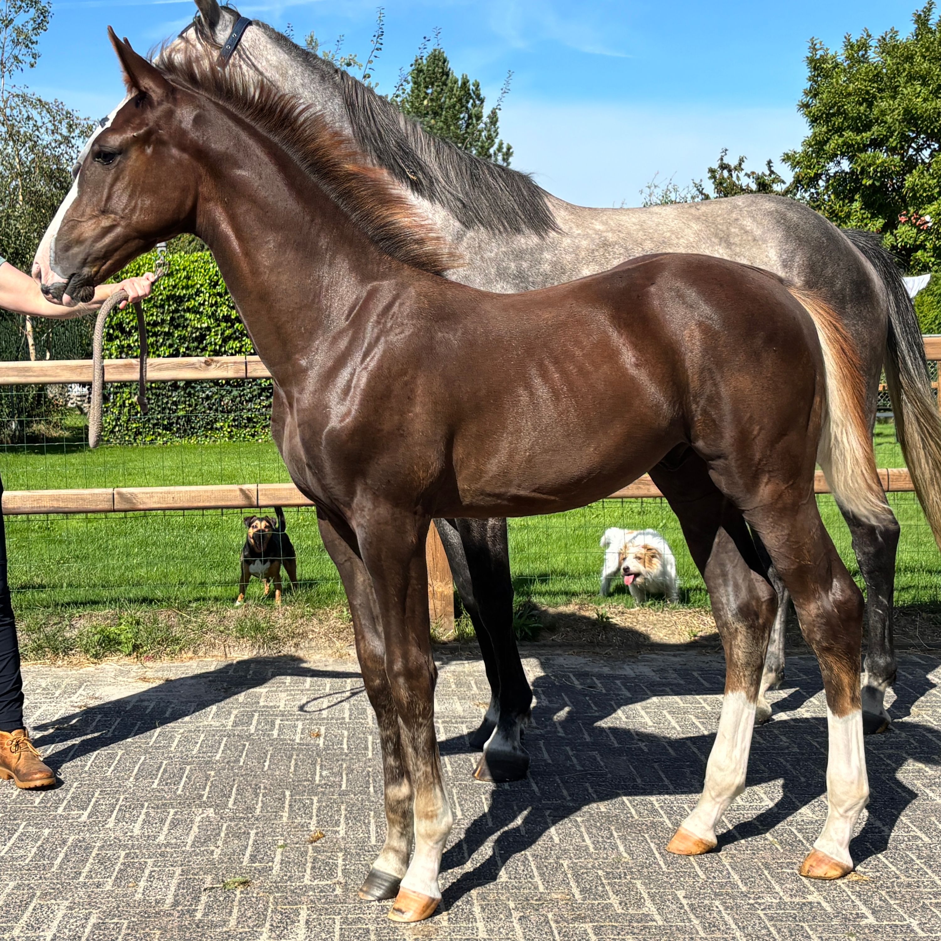 kwpn springpaard hengst 0 let vos na prodej - Foto 3