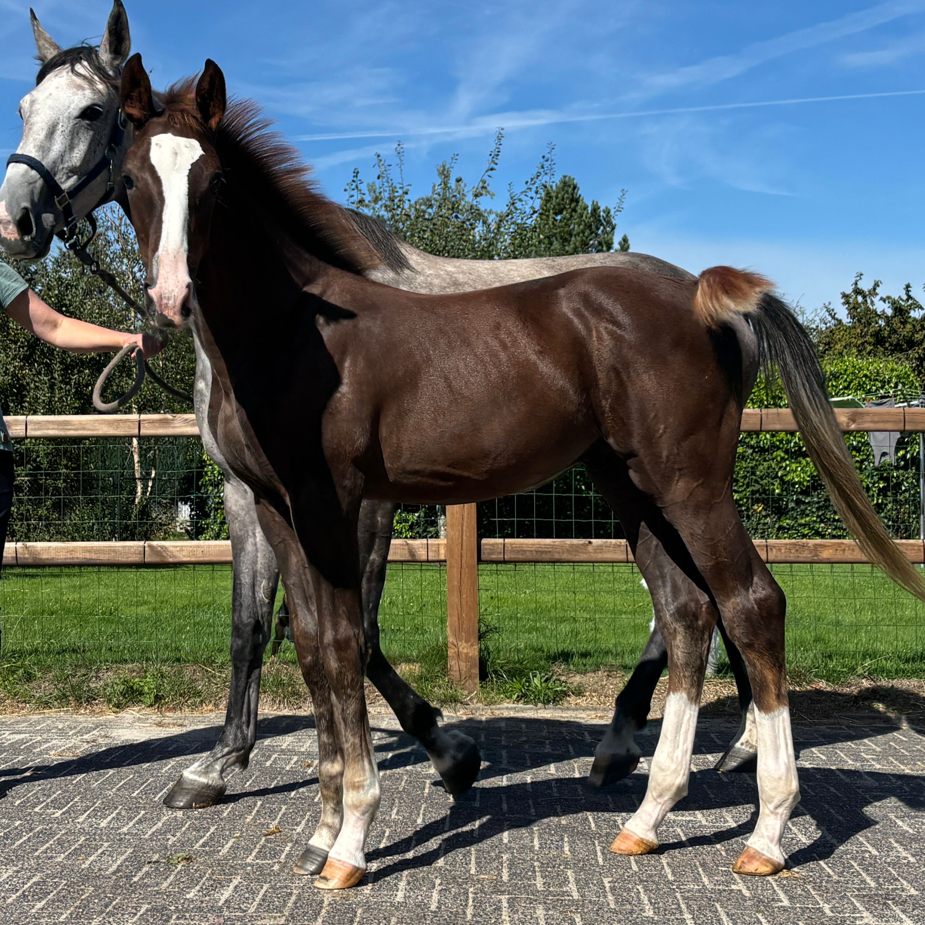 kwpn springpaard hengst 0 let vos na prodej - Foto 4