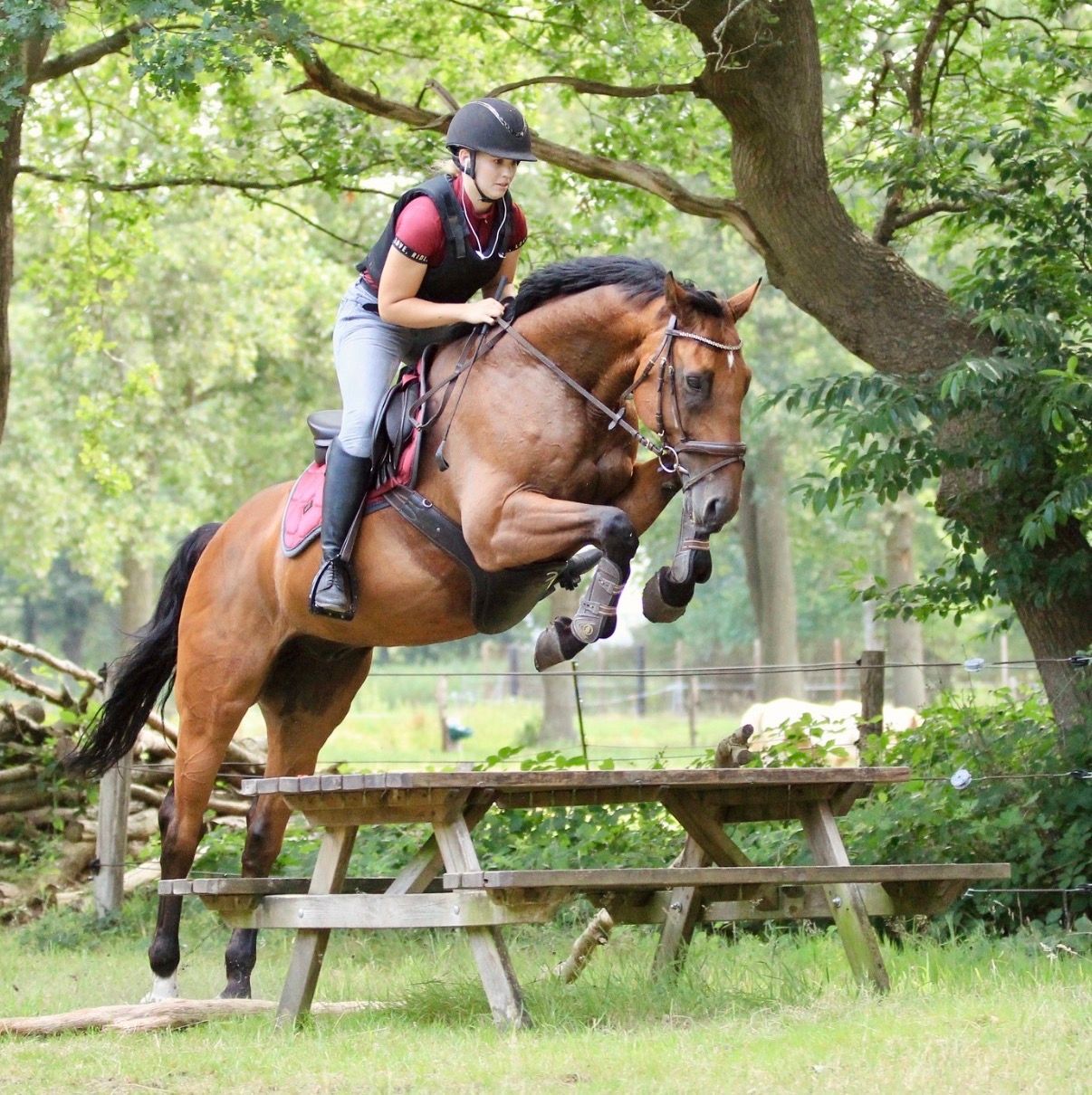 kwpn springpaard ruin 15 let bruin na prodej - Foto 3