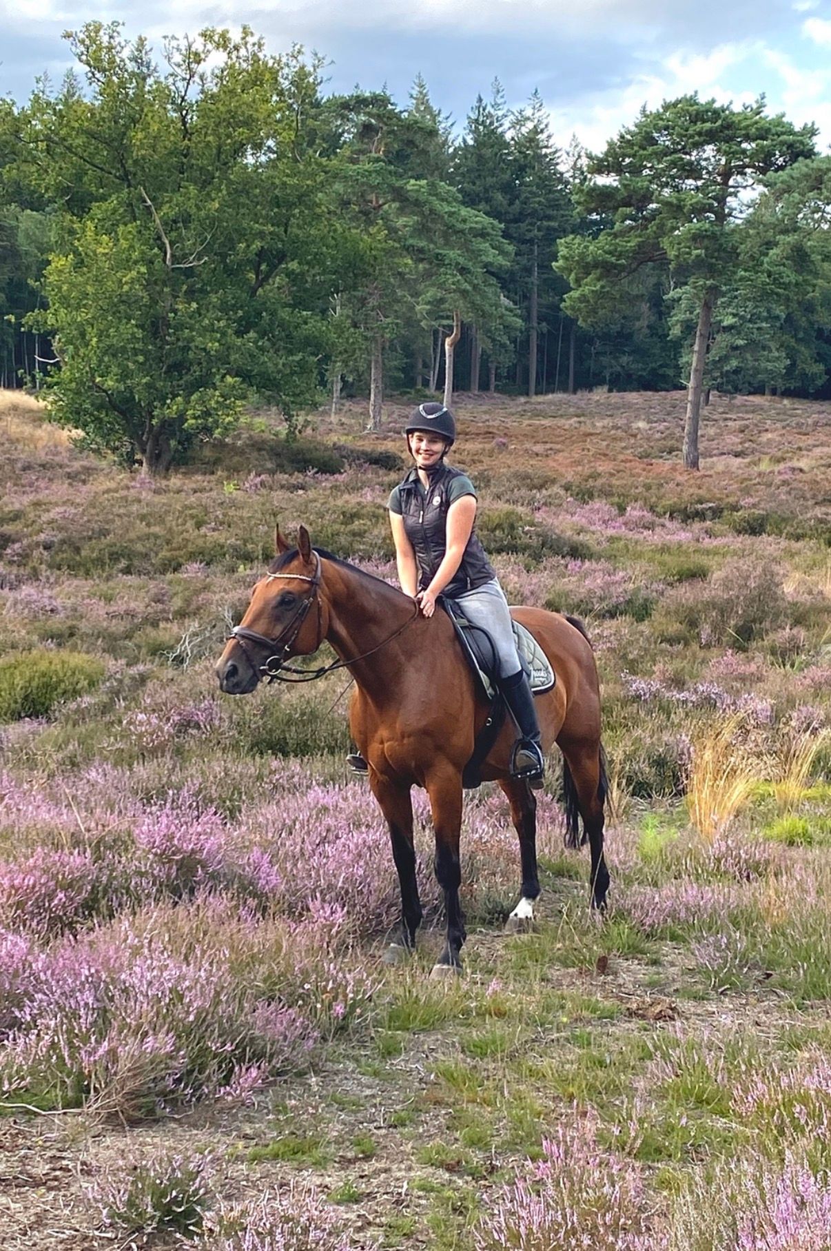 kwpn springpaard ruin 15 let bruin na prodej - Foto 6