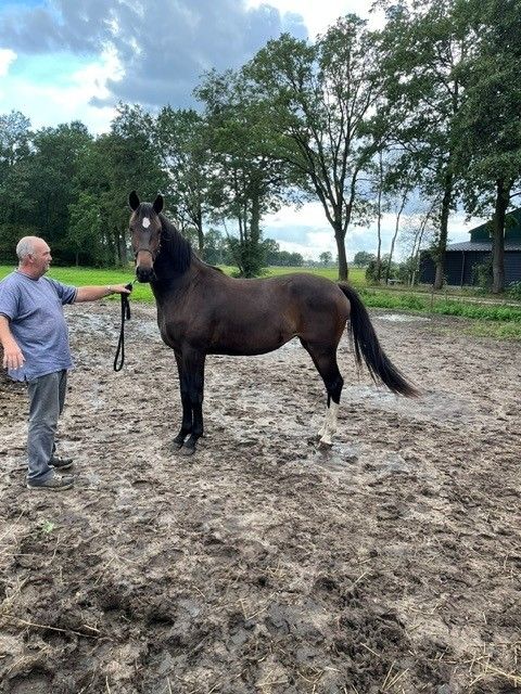 مهر بعمر سنتين Lord Romantic x Glock's Toto Junior