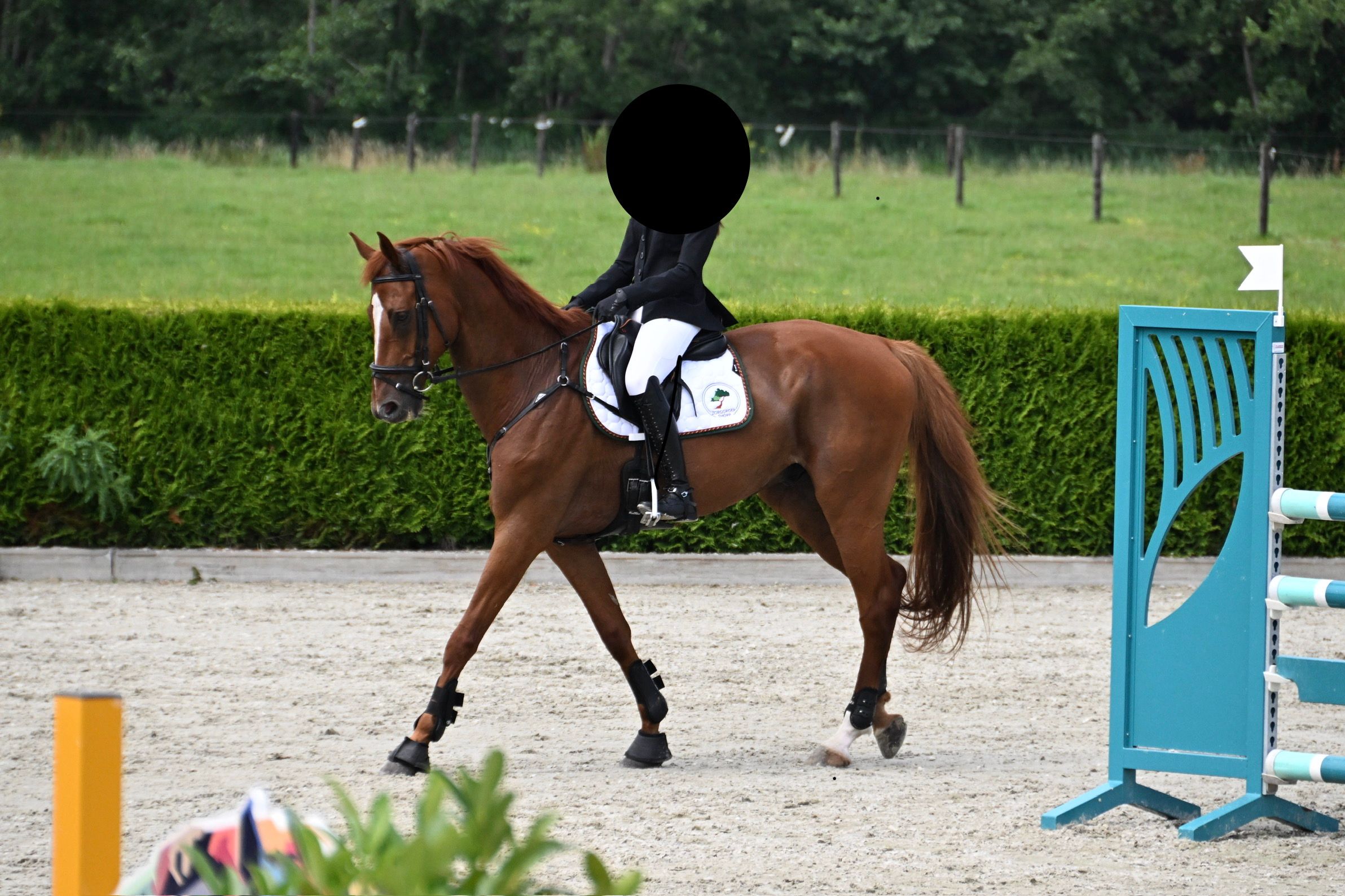 Bewährtes CCI2*-Vielseitigkeitspferd mit Top-Charakter