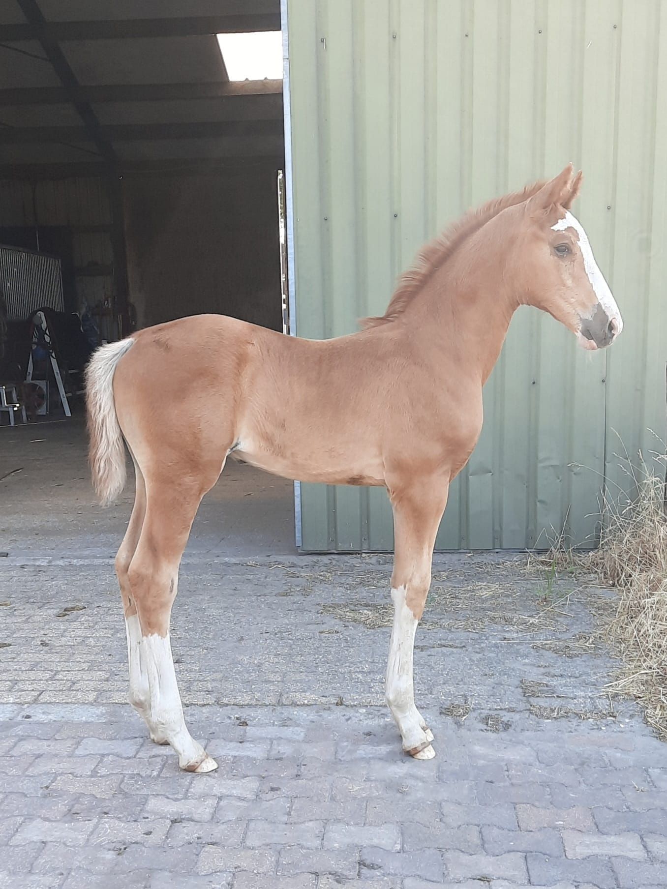 kwpn springpaard hengst 0 Jahre alt vos zu verkaufen - Foto 2