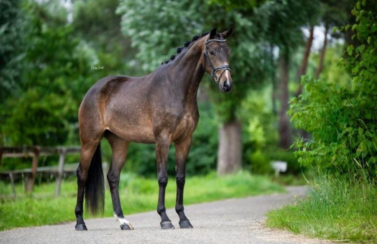 ander dressuurpaard merrie 4 years old donkerbruin for sale - Photo 2