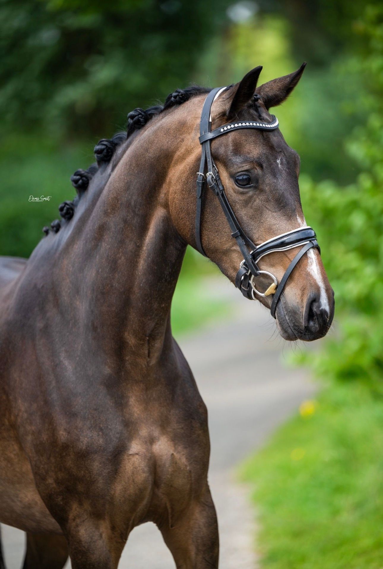 ander dressuurpaard merrie 4 years old donkerbruin for sale - Photo 3