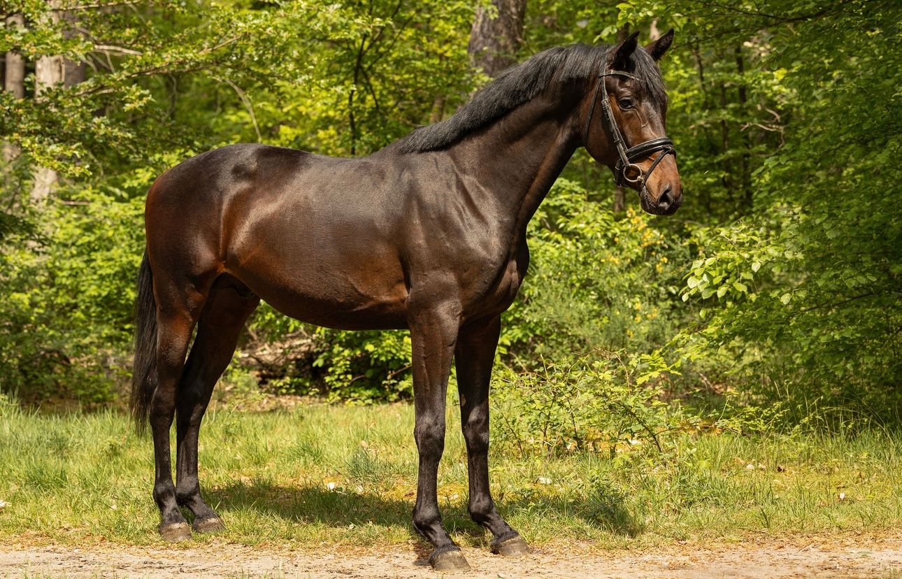 kwpn dressuurpaard hengst 3 let donkerbruin na prodej - Foto 2