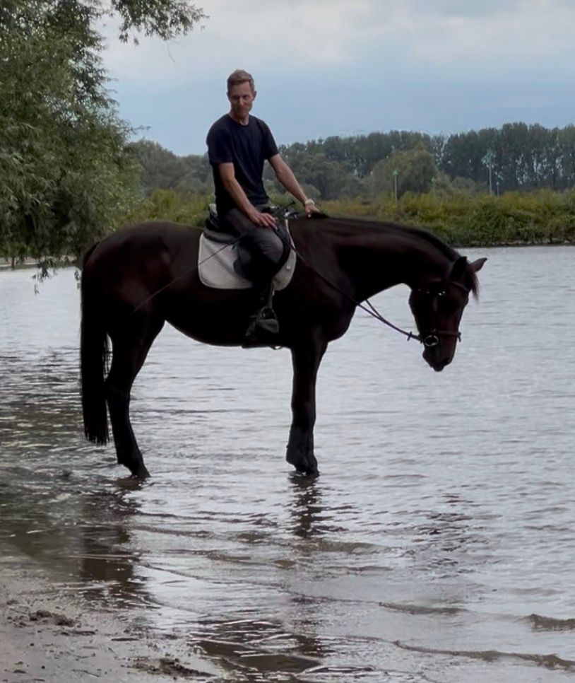kwpn springpaard merrie 4 years old donkerbruin for sale - Photo 4